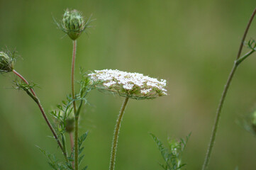 Wild carrot in bloom closeup view with green blurred background