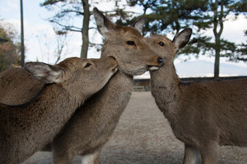 美しい風景の中の動物たち