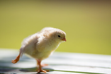 夏の公園のベンチで遊んでいる可愛いヒヨコの姿