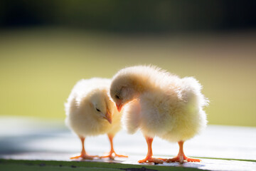 夏の公園のベンチで遊んでいる可愛いヒヨコの姿