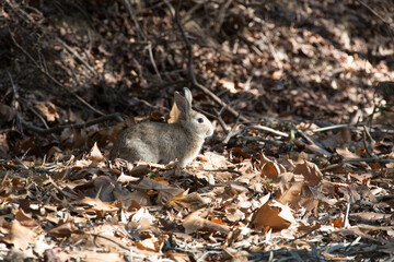 美しい風景の中の動物たち
