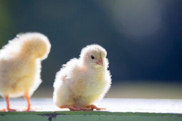 夏の公園のベンチで遊んでいる可愛いヒヨコの姿