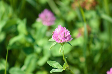 Red clover in bloom closeup view with green blurred plants on background