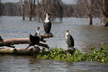 美しい風景の中の動物たち