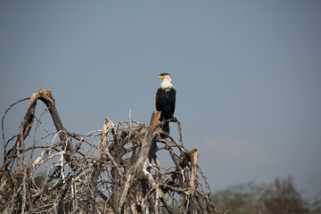 美しい風景の中の動物たち
