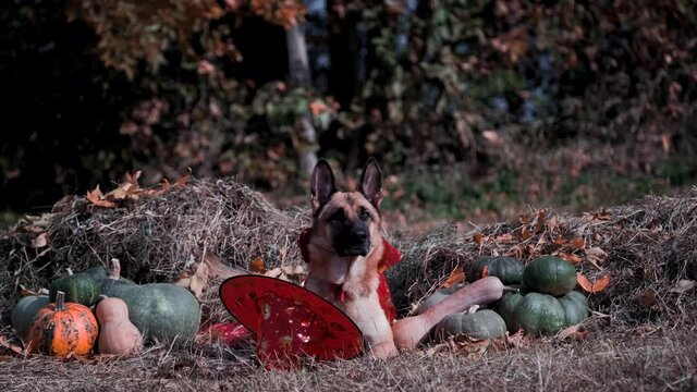 Dog is lying on hay near green and orange pumpkins in red cap and wizards cloak. Fancy dress for animals. Funny German Shepherd in witch costume at Halloween celebration. 4K footage animal in park.