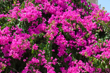 Blooming bougainvillea - tree covered with red flowers