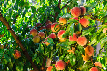 Ripe peaches on the tree with natural backlight. Branch with a harvest of peaches close up. Peaches orchard full of ripe fruits. A bumper crop of fruits in the garden