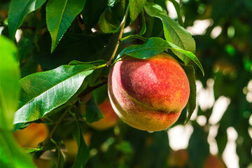 Ripe peaches on the tree with natural backlight. Branch with a harvest of peaches close up. Peaches orchard full of ripe fruits. A bumper crop of fruits in the garden