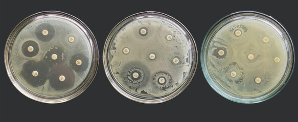 Antibiogram multiple drug resistance bacteria antimicrobial susceptibility tests
