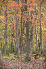 秋の紅葉の森