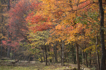 秋の紅葉の森