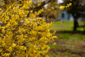Naklejka na ściany i meble yellow flowers in spring