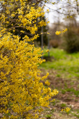 yellow flowers in the forest