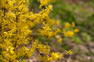 yellow flowers in spring