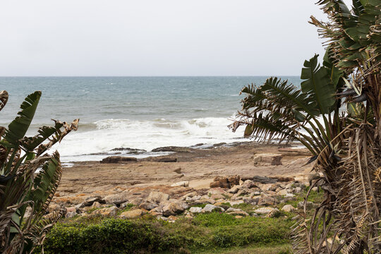 trees on the beach
