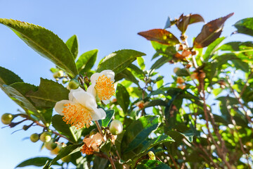 日本茶の花と実　Japanese tea flower fruit