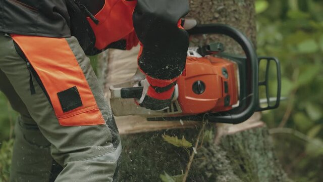 Woman logger in protective gear cuts a tree with a chainsaw, works on deforestation.