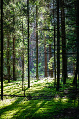 Obraz premium View into the forest with a few sun beams coming in