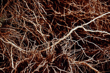 The roots of plants are similar to vessels and capillaries close-up. Textured thick roots