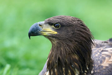 White-tailed eagle (Haliaeetus albicilla)