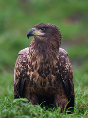 White-tailed eagle (Haliaeetus albicilla)