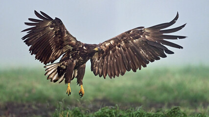 White-tailed eagle (Haliaeetus albicilla)