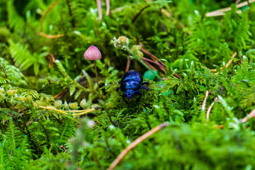 Big black beetle next to a small mushroom in the moss