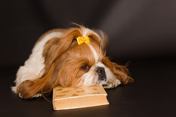 Naklejka premium Sad dog put his head on a book on a black background. Shih Tzu is resting with a book