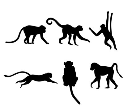 Set of different monkey silhouettes isolated on white background. Capuchin monkey and chimpanzee hanging, sitting and running