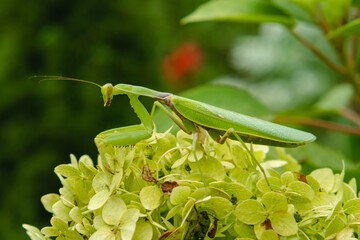 Large green mantis on the leaves of a flower in the home garden. Side view. Blurred background. The concept of wild insects.