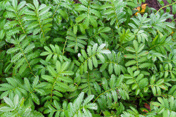 Herbaceous plant silverweed named potentilla anserina or argentina anserina - obrazy, fototapety, plakaty