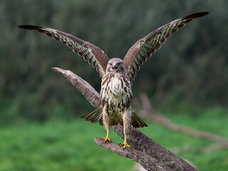 Common buzzard (Buteo buteo)