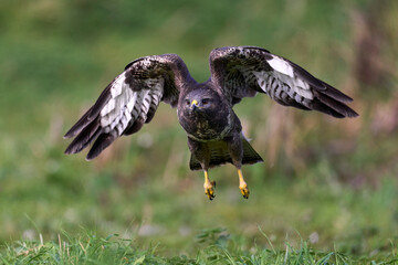 Common buzzard (Buteo buteo)