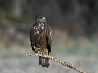 Common buzzard (Buteo buteo)