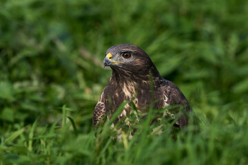 Common buzzard (Buteo buteo)