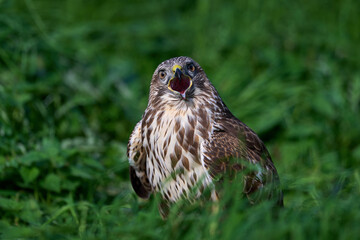 Common buzzard (Buteo buteo)