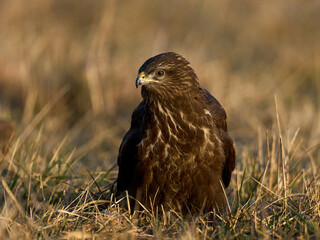 Common buzzard (Buteo buteo)