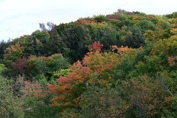autumn in the forest
