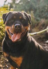 Obraz premium Gran ejemplar de rottweiler de linea americana