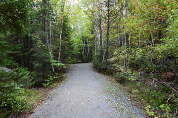 Fototapeta premium path in the forest