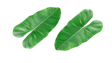 A pair of green leaves isolated on a white background For illustration or other design work