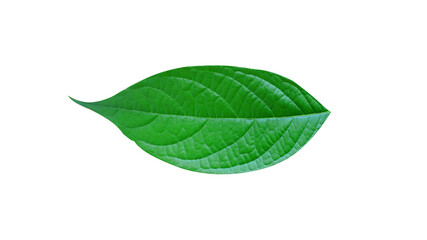 Fototapeta na wymiar Single green leaf isolated on white background For illustration