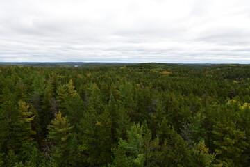 landscape with trees and clouds