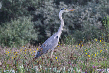 Danube Delta birds