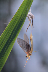 Mayflies hatching