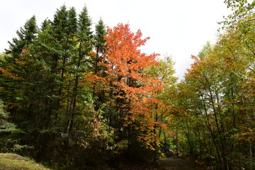 Obraz premium autumn in the forest