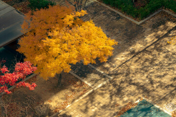 아파트 단지 가을 풍경