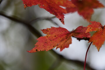 red maple leaf