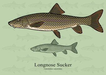 Longnose Sucker. Vector illustration with refined details and optimized stroke that allows the image to be used in small sizes (in packaging design, decoration, educational graphics, etc.)
